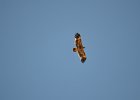Steppearend (Aquila nipalensis) -   ten zuiden van Tsogt Ovoo 23-08-2016  (3)